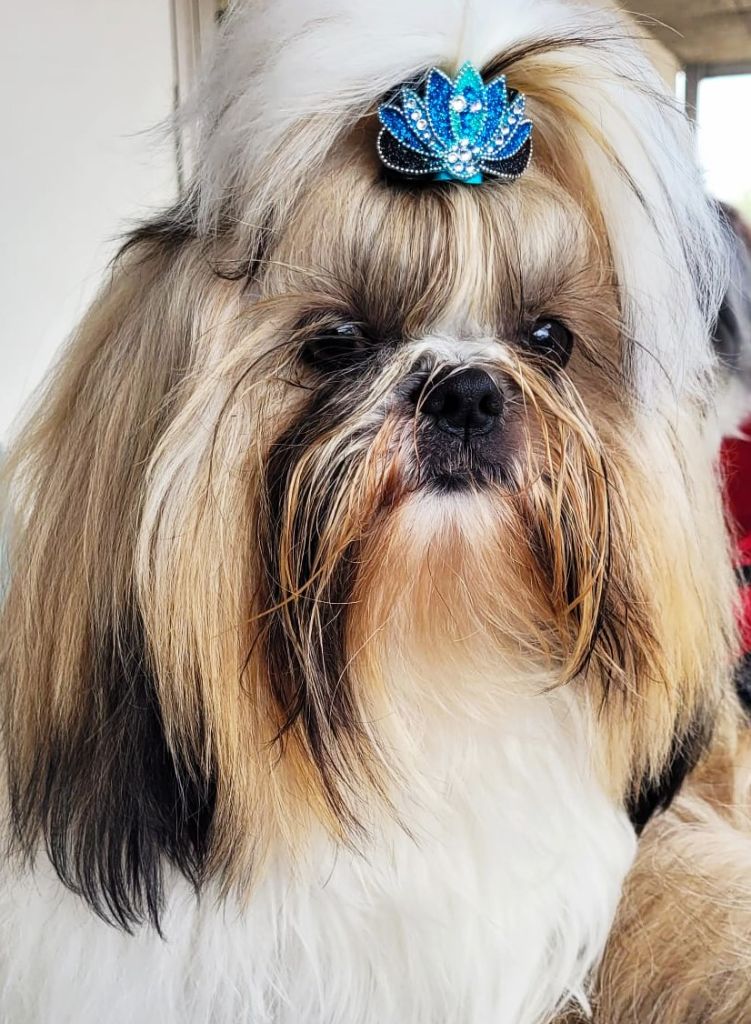 Sisko Des Princesses De L'Orb